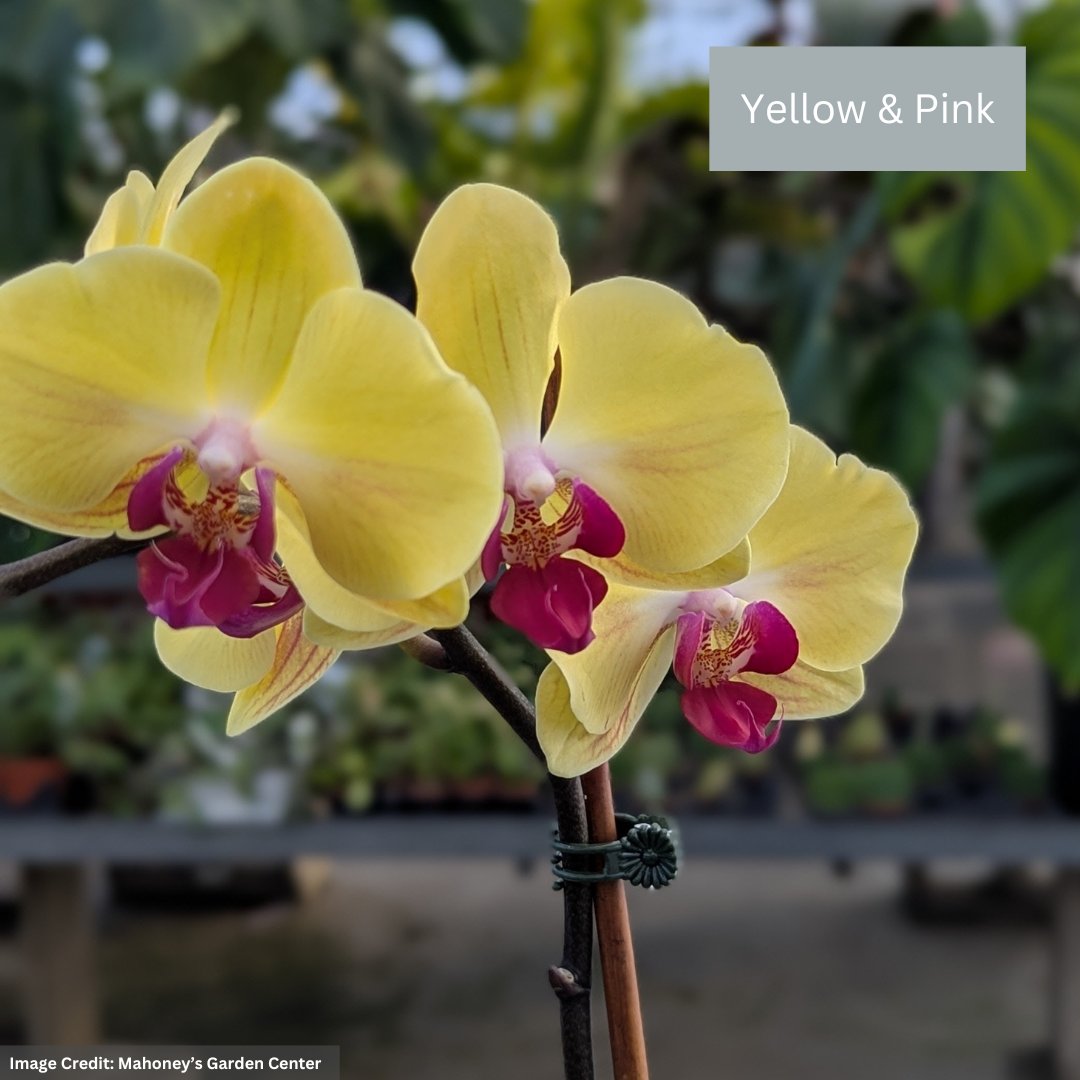 Orchid – 4″/5″ Pot